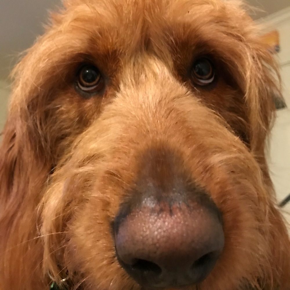 Meet your Posher, Rose